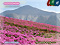 武甲山と羊山公園の芝桜