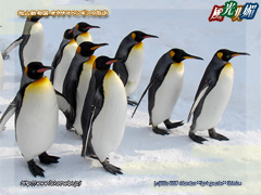 旭山動物園 オウサマペンギンの散歩