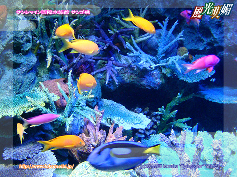 サンシャイン国際水族館 サンゴ礁
