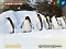 旭山動物園 ペンギンの散歩