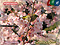 新宿御苑 寒桜とメジロ